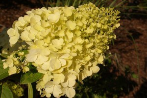 Hortensja bukietowa Polar Bear Hydrangea zdjęcie 7